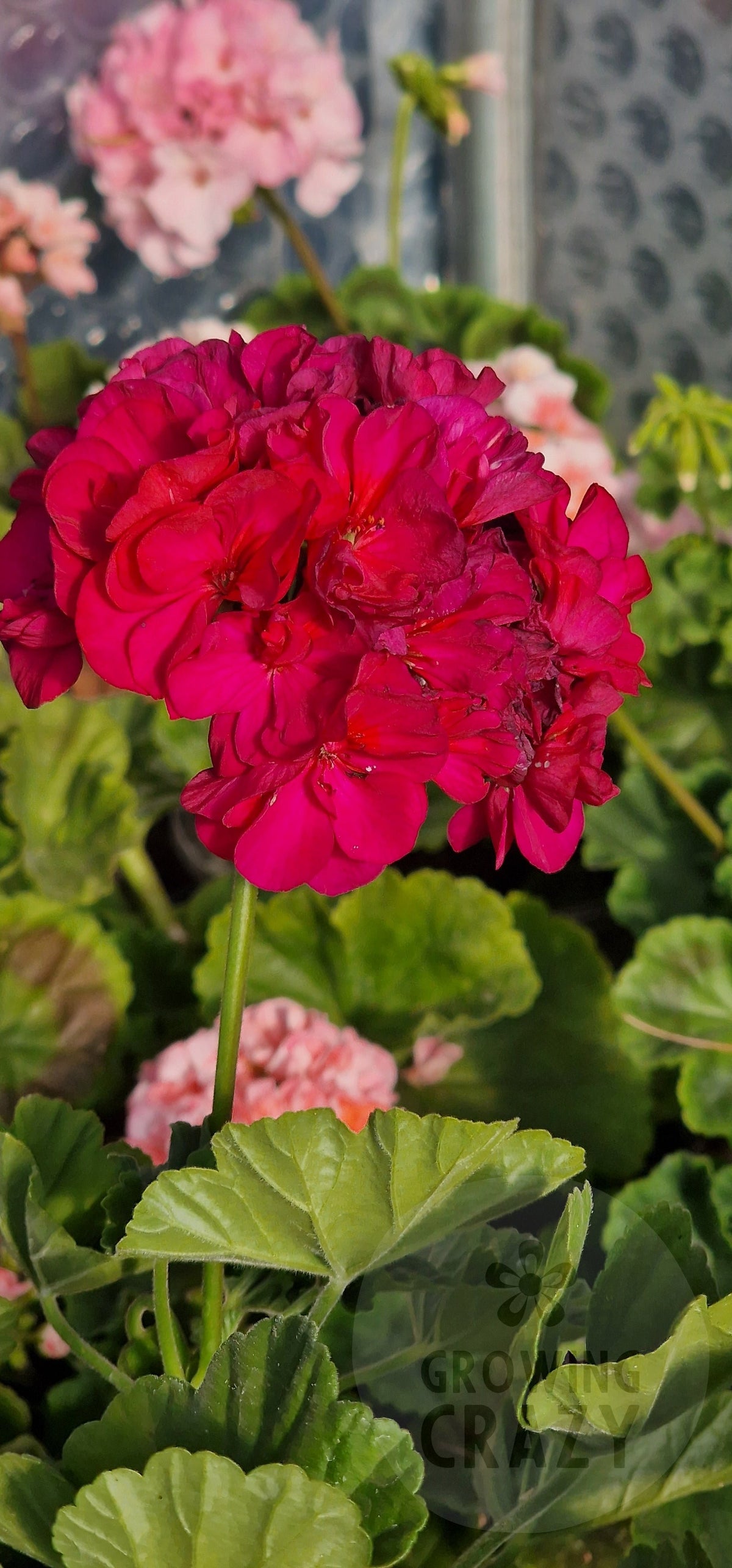 A.M. Mayne Zonal Pelargonium in flower