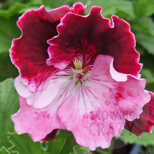 Ada Green - Regal Pelargonium (Geranium) plant - 6cm bio pot