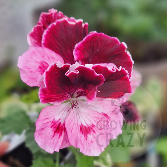 Ada Green - Regal Pelargonium (Geranium) plant - 6cm bio pot