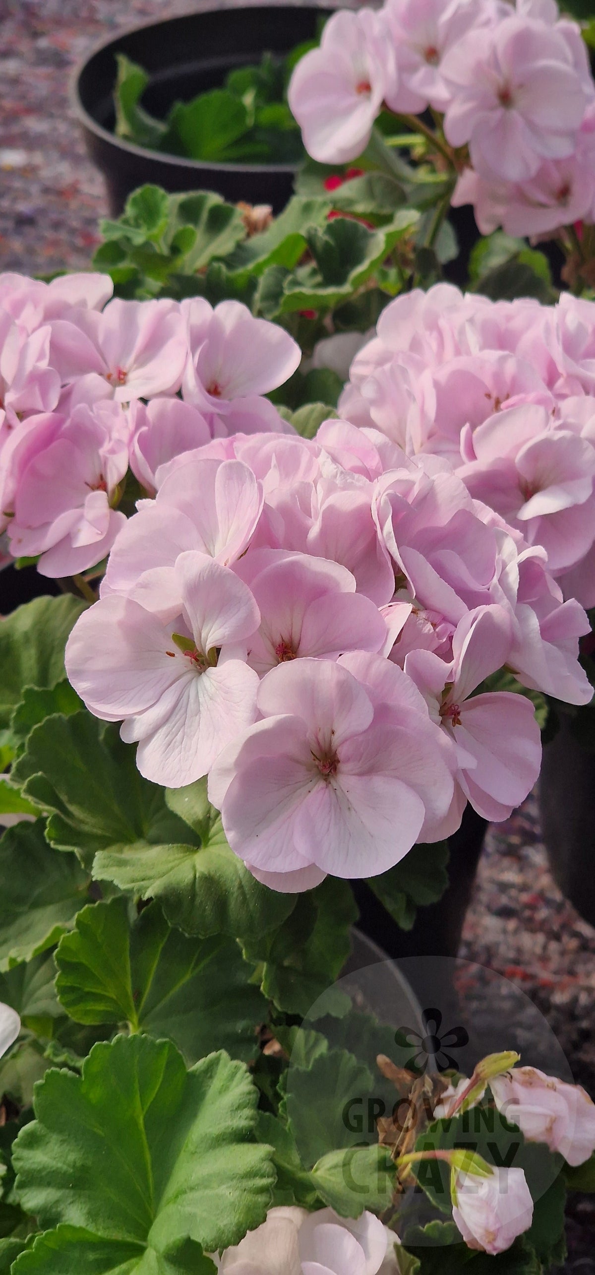 Agnes Bradshaw Zonal Pelargonium in flower
