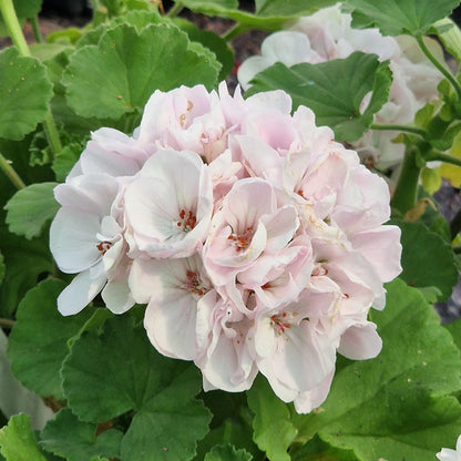 Agnes Bradshaw - Zonal Pelargonium / Geranium Garden Plant - 6cm bio pot