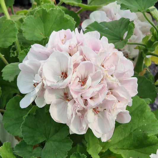 Agnes Bradshaw - Zonal Pelargonium / Geranium Garden Plant - 6cm bio pot