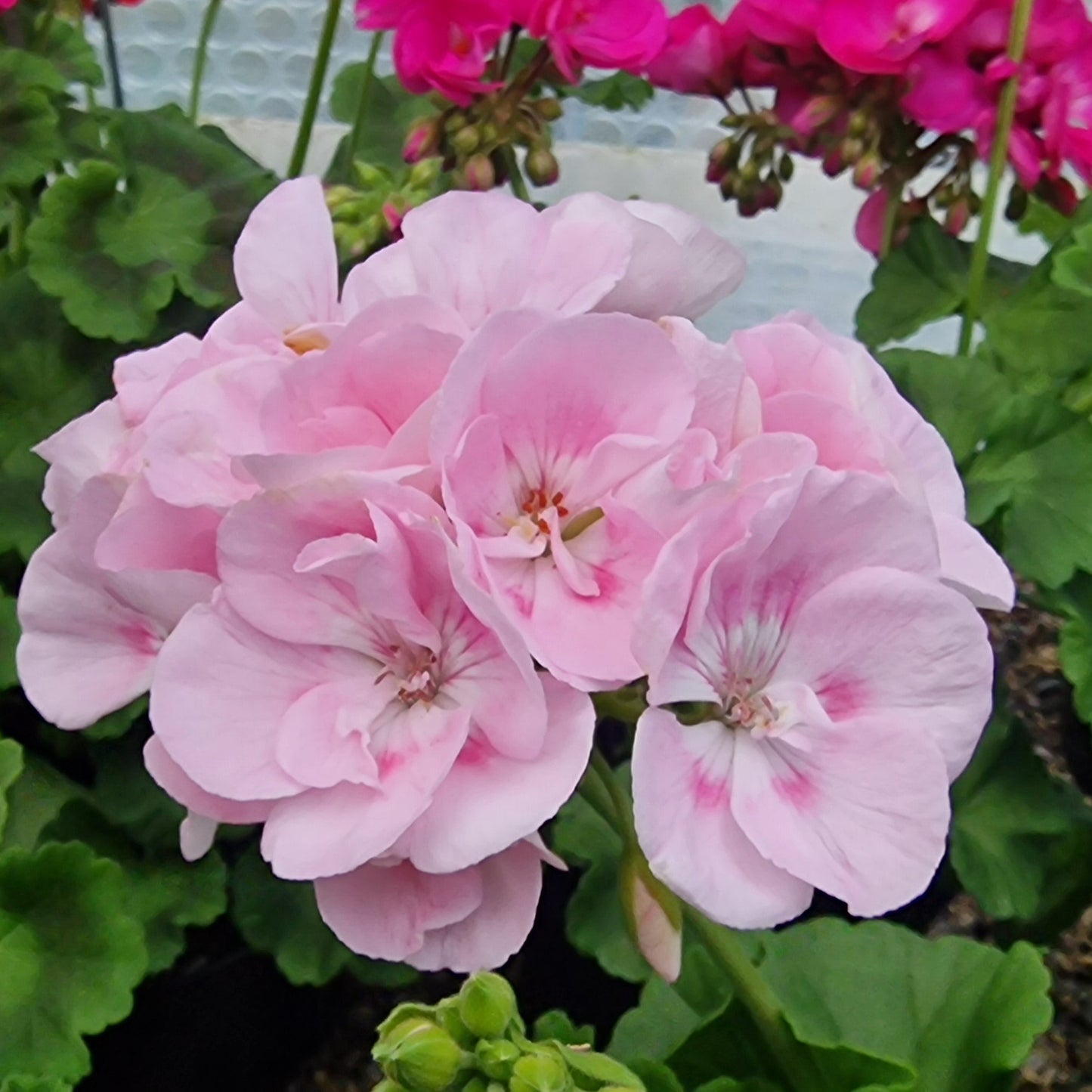 Alex Kitson- Zonal Pelargonium / Geranium Garden Plant - 6cm bio pot