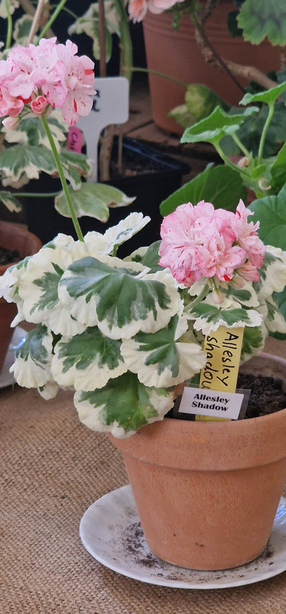 Allesley Shadow - Dwarf Zonal Pelargonium / Geranium Garden Plant - 6cm bio pot