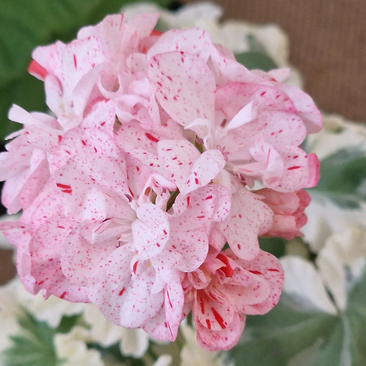 Allesley Shadow - Dwarf Zonal Pelargonium / Geranium Garden Plant - 6cm bio pot