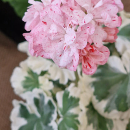Allesley Shadow - Dwarf Zonal Pelargonium / Geranium Garden Plant - 6cm bio pot