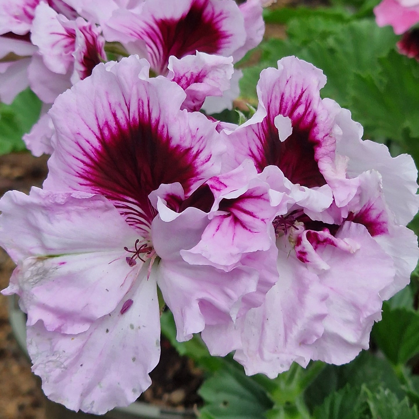Alta Belle - Regal Pelargonium (Geranium) plant - 6cm bio pot
