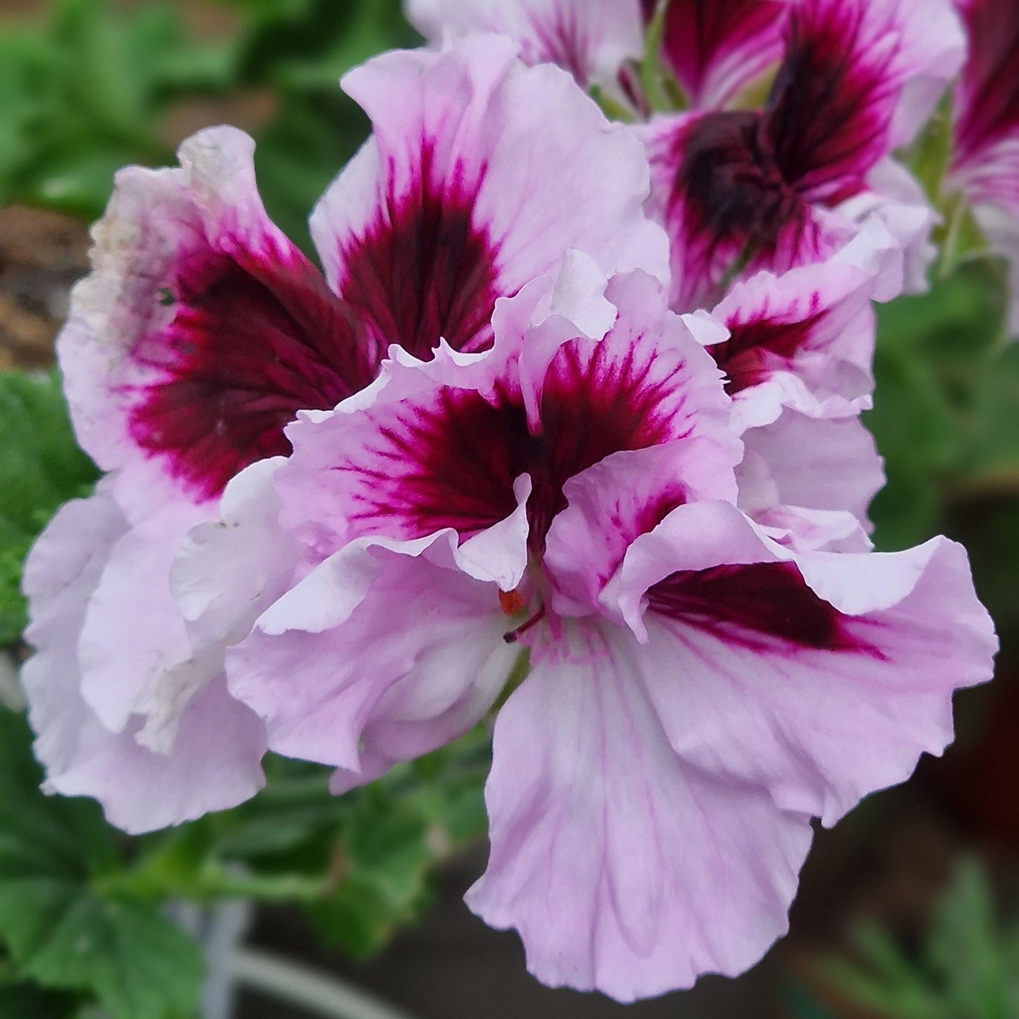 Alta Belle - Regal Pelargonium (Geranium) plant - 6cm bio pot