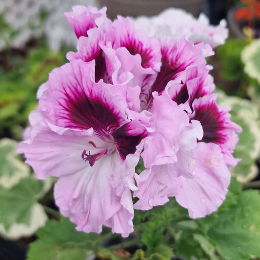 Alta Belle - Regal Pelargonium (Geranium) plant - 6cm bio pot