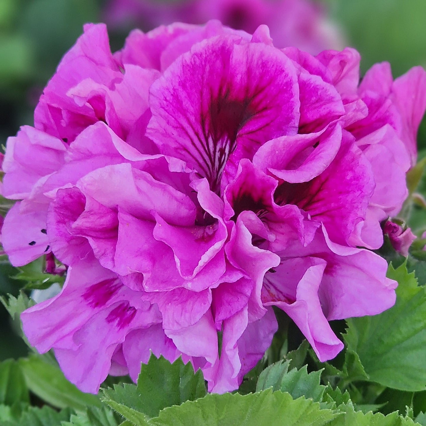 Amythist Regal Pelargonium