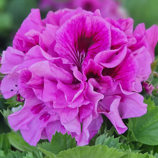 Amythist Regal Pelargonium