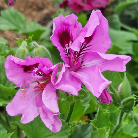 Amythist - Regal Pelargonium (Geranium) plant - 6cm bio pot