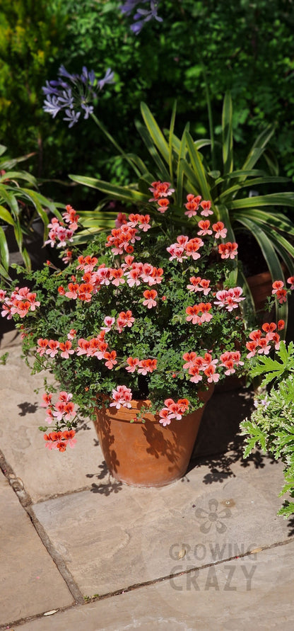 Angel Eyes Orange Angel Pelargonium in flower
