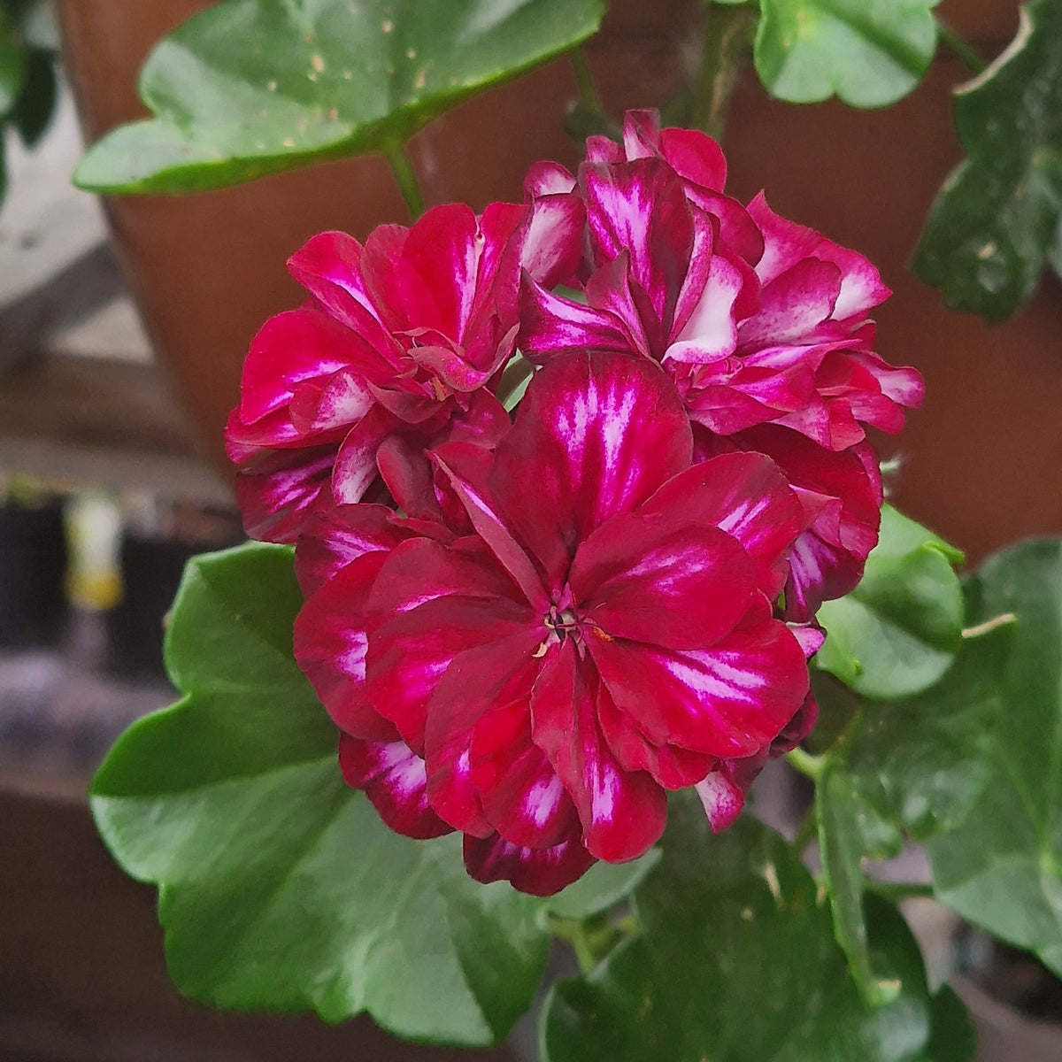 A close-up of a vibrant red geranium plant with deep magenta-red flowers and green leaves, growing in a terracotta pot.