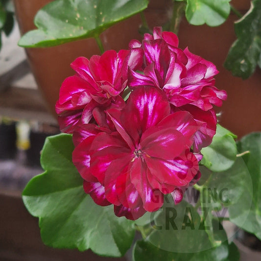 A close-up of a vibrant red geranium plant with deep magenta-red flowers and green leaves, growing in a terracotta pot.