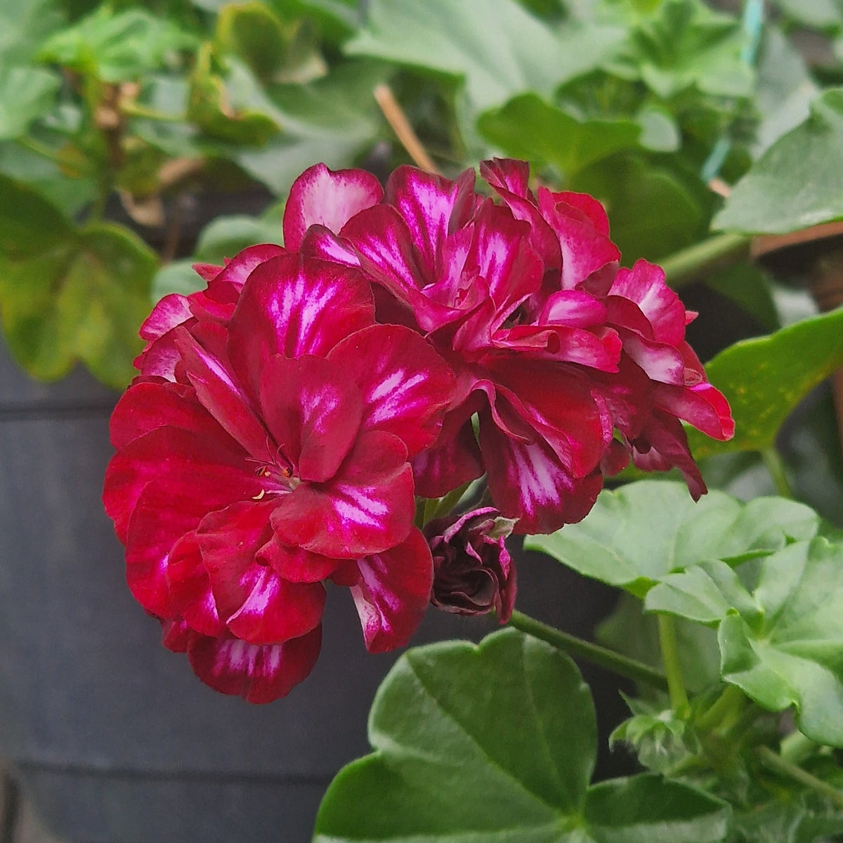 A close-up of a vibrant magenta-red geranium flower with green leaves, growing in a hanging black pot against a garden background.