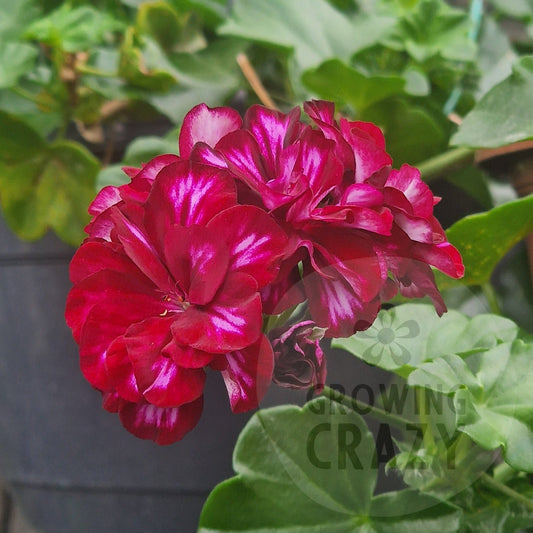 A close-up of a vibrant magenta-red geranium flower with green leaves, growing in a hanging black pot against a garden background.