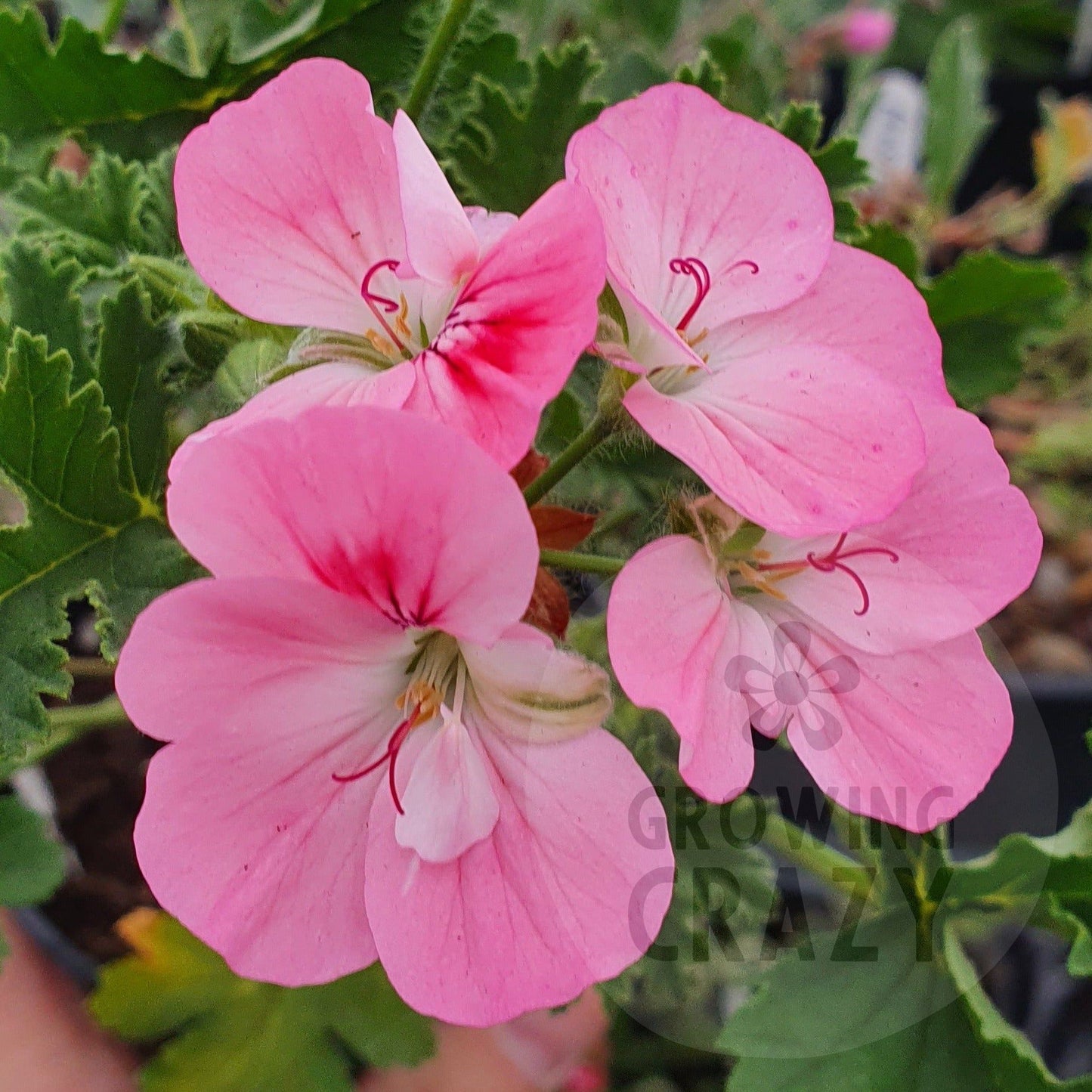 Apricot Fool - Unique Pelargonium Geranium  good upright habit  deep dark green foliage shades of pink