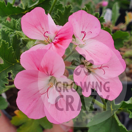 Apricot Fool - Unique Pelargonium Geranium  good upright habit  deep dark green foliage shades of pink