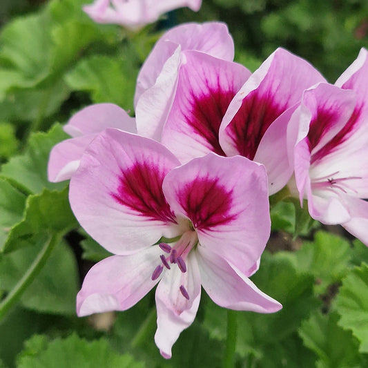 April Shower - Angel Pelargonium (Geranium) Plant - 6cm bio pot
