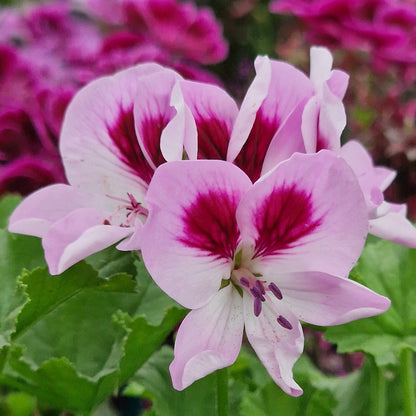 April Shower - Angel Pelargonium (Geranium) Plant - 6cm bio pot