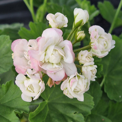 April Snow Rosebud Pelargonium