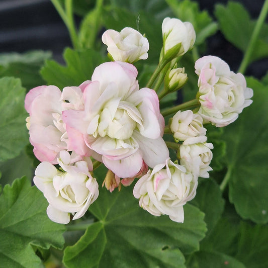 April Snow Rosebud Pelargonium