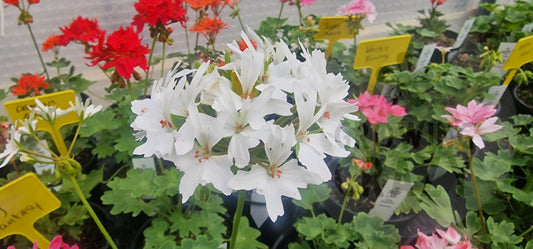 Arctic Star Stellar Pelargonium in flower