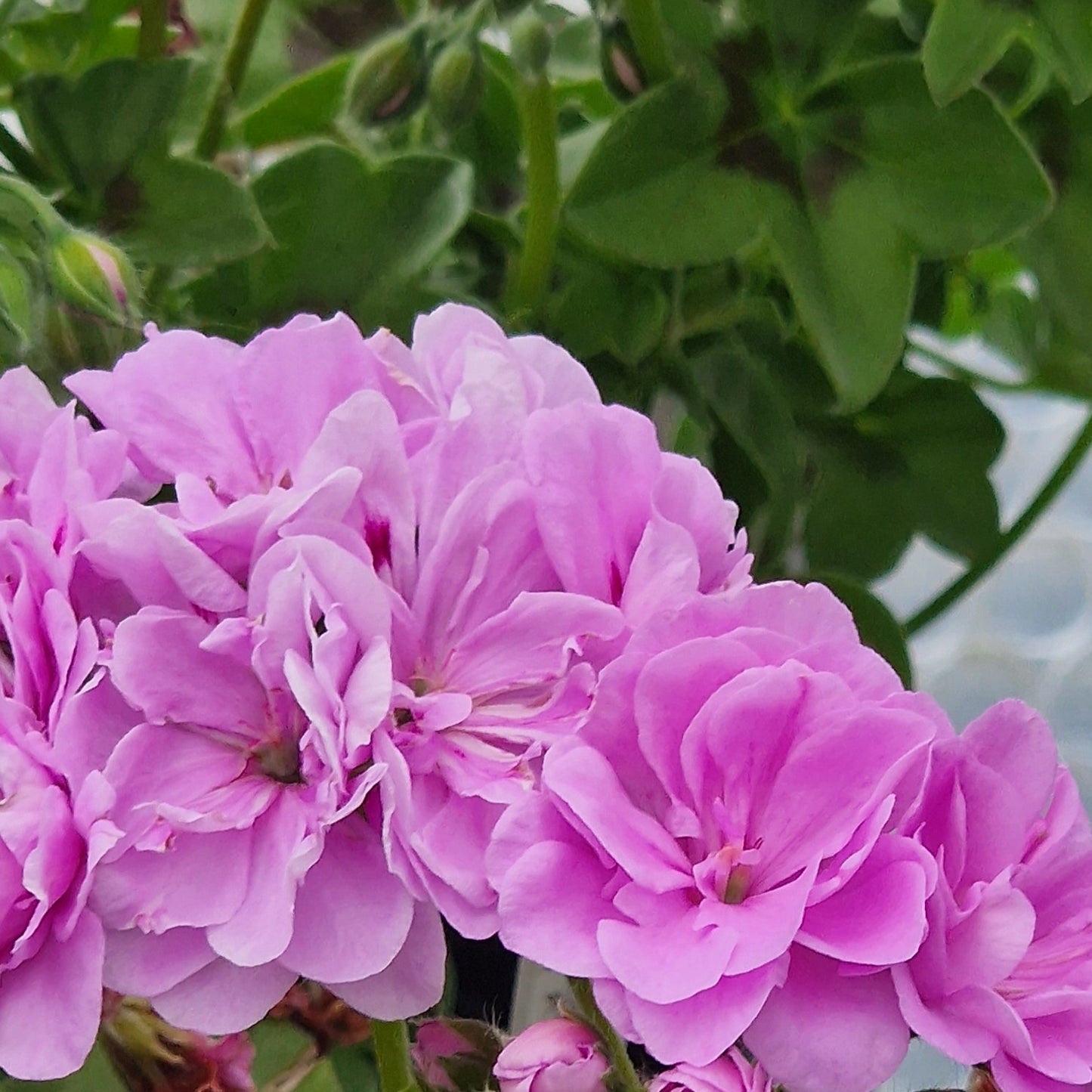 Ako's Farmor- Ivy Leaved Pelargonium (Geranium) Plant - 6cm bio pot