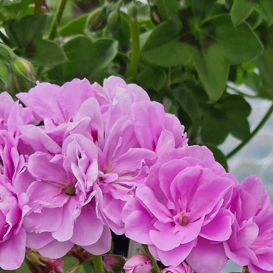 Ako's Farmor- Ivy Leaved Pelargonium (Geranium) Plant - 6cm bio pot