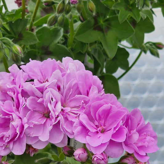 Ako's Farmor- Ivy Leaved Pelargonium (Geranium) Plant - 6cm bio pot