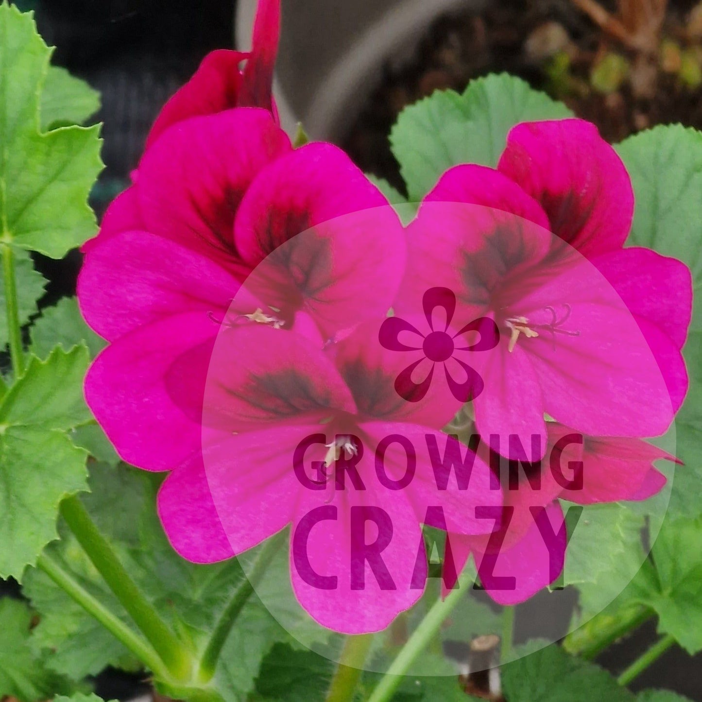 Ashby Scented leaf Geranium Pelargonium