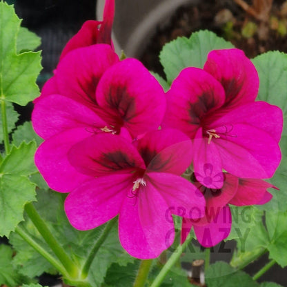 Ashby Scented leaf Geranium Pelargonium