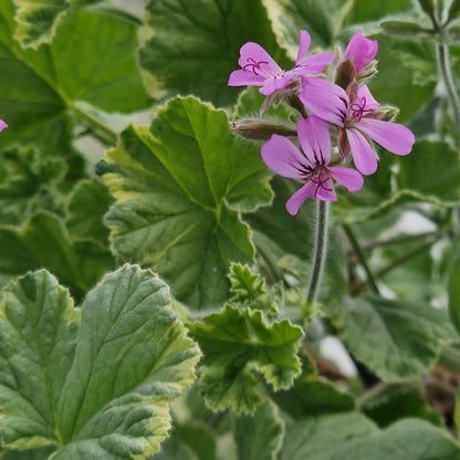 Atomic Snowflake - Rose-lemon Scented Leaf Pelargonium (Geranium) Plant - 6cm bio pot