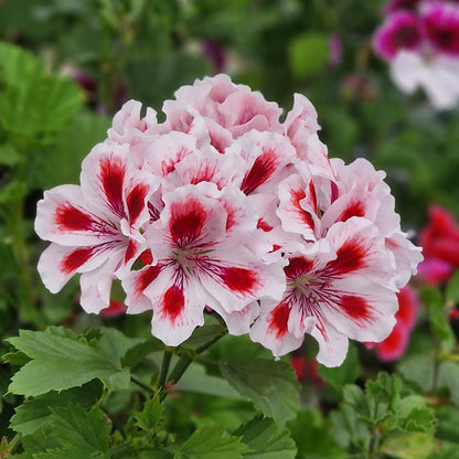 Aztec - Regal Pelargonium (Geranium) plant - 6cm bio pot