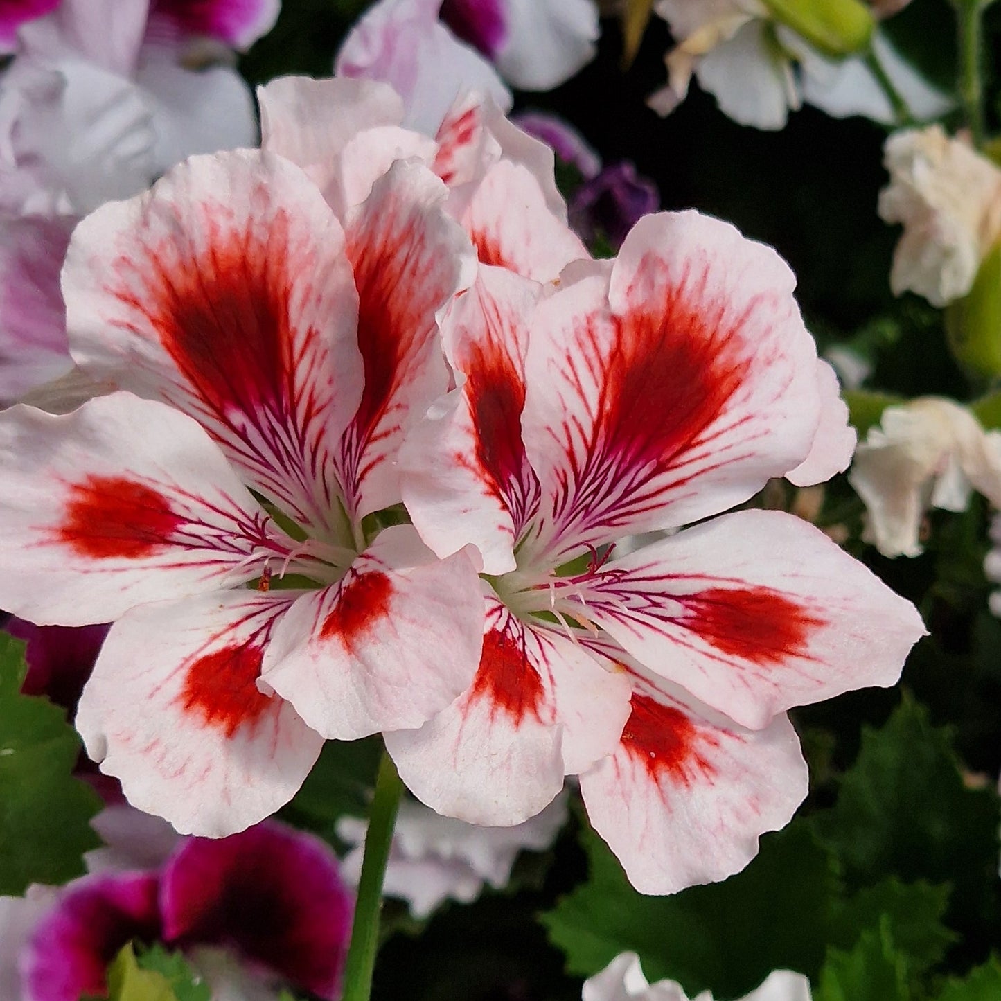 Aztec - Regal Pelargonium (Geranium) plant - 6cm bio pot