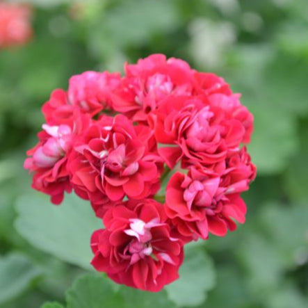 Plum Rambler - Rosebud Pelargonium (Geranium) Plant - 6cm pot