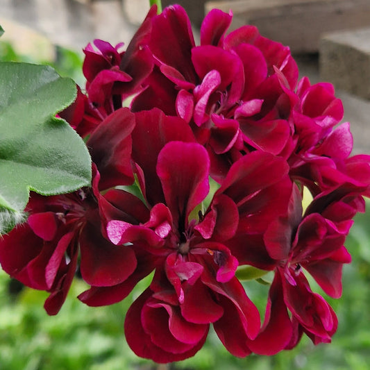 Barbe Bleu - Ivy Leaved (trailing) Pelargonium / Geranium Plant - 6cm bio pot