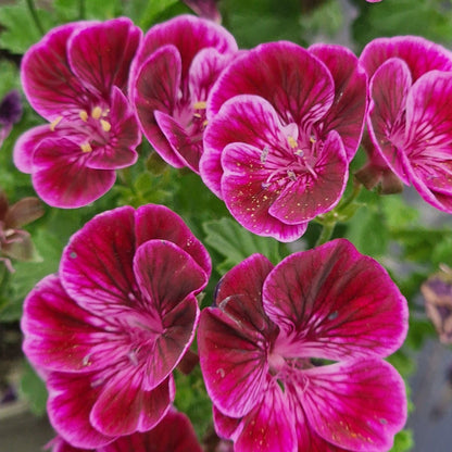 Berkswell Bolero - Angel Pelargonium (Geranium) Plant - 6cm bio pot