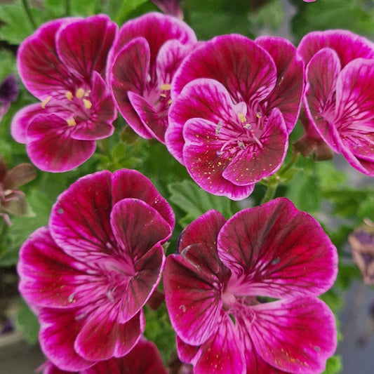 Berkswell Bolero - Angel Pelargonium (Geranium) Plant - 6cm bio pot