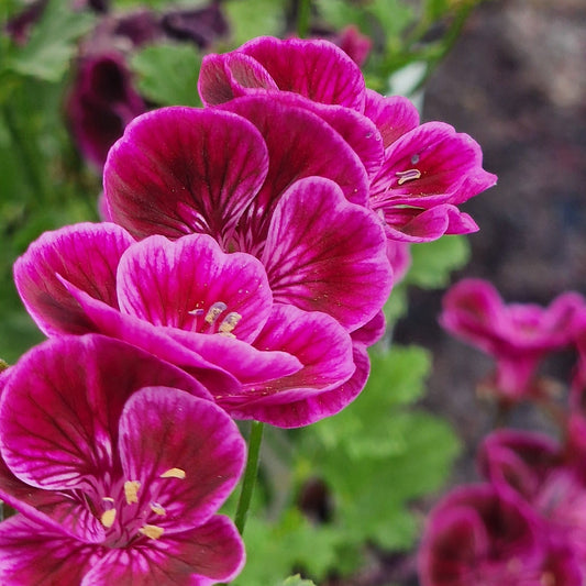 Berkswell Bolero - Angel Pelargonium (Geranium) Plant - 6cm bio pot
