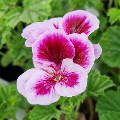 Berkswell Carnival Angel Pelargonium in flower