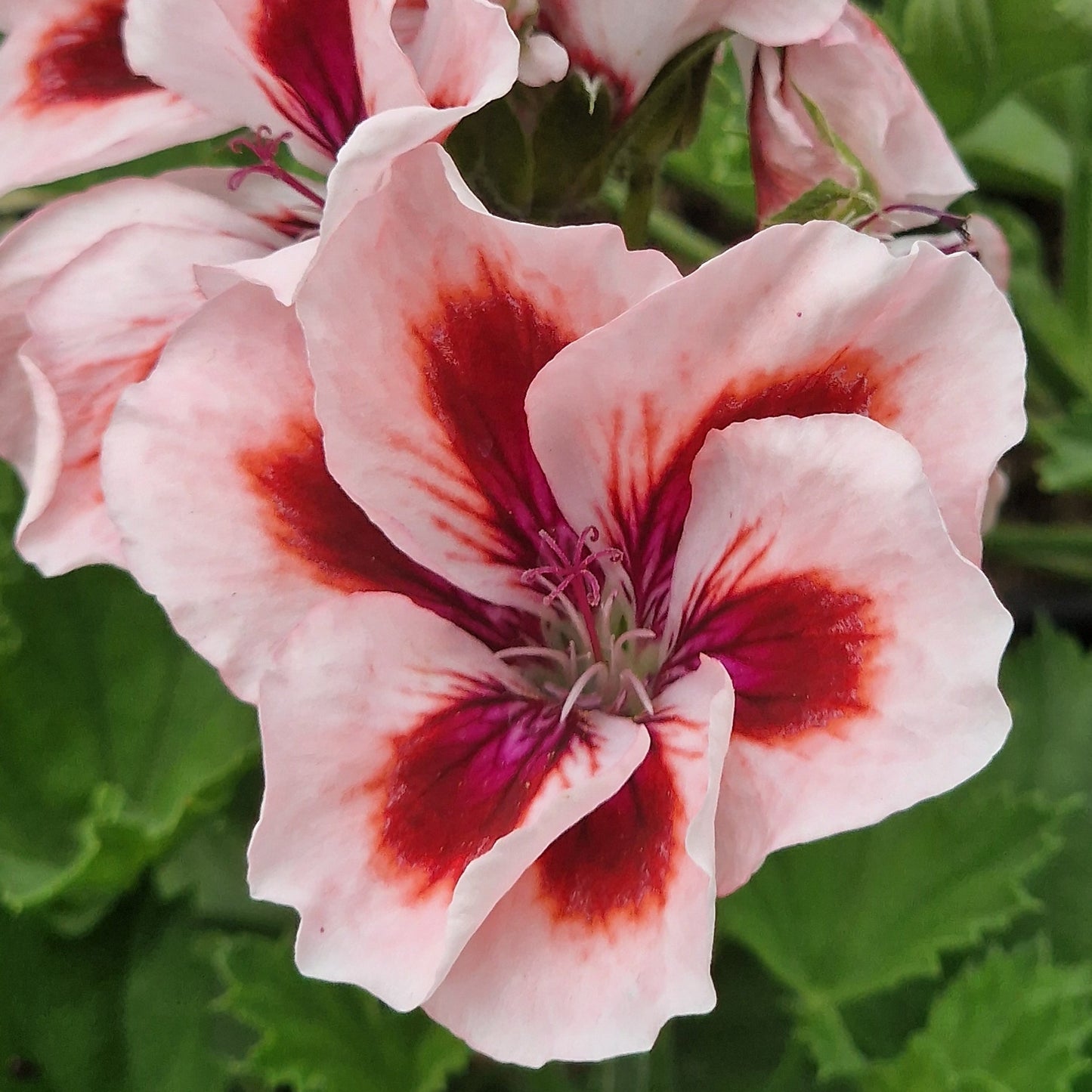 Beryl Reid - Regal Pelargonium (Geranium) plant - 6cm bio pot
