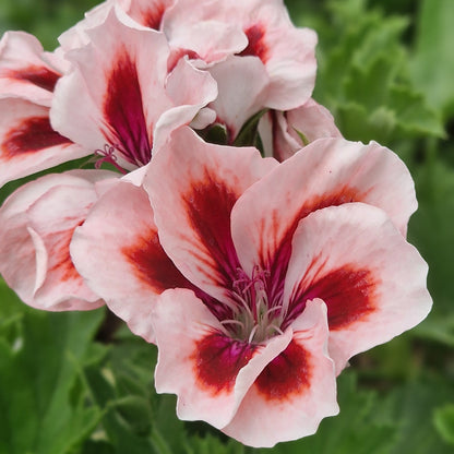 Beryl Reid - Regal Pelargonium (Geranium) plant - 6cm bio pot