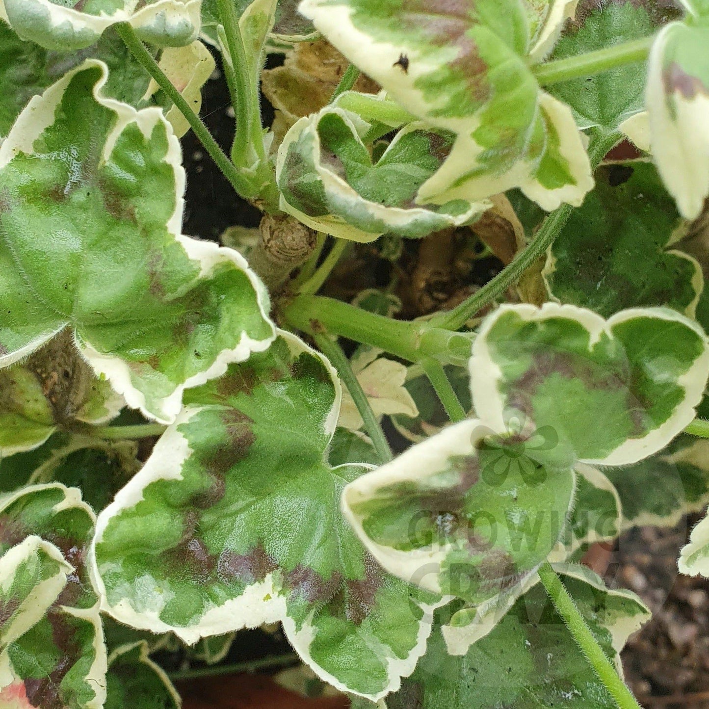 Betwixt - Coloured Leaf Pelargonium (Geranium) Plant - 6cm bio pot