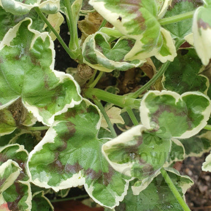 Betwixt - Coloured Leaf Pelargonium (Geranium) Plant - 6cm bio pot