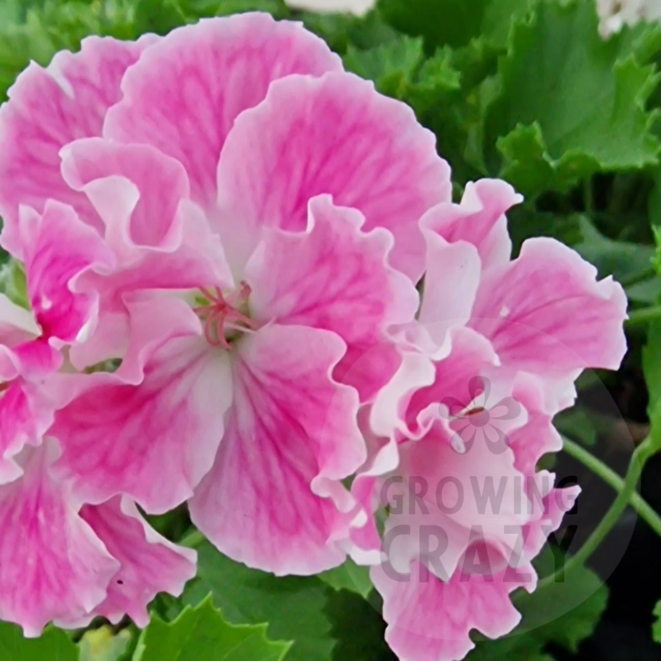 Birthday Girl - Regal Pelargonium (Geranium) plant - 6cm bio pot