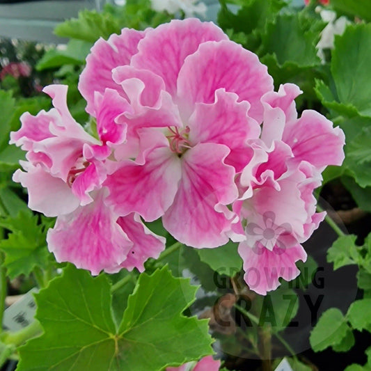 Birthday Girl - Regal Pelargonium (Geranium)  pretty pink and white, frilly flowers 