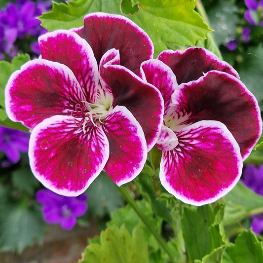 Black Prince - Regal Pelargonium / Geranium plant - 6cm bio pot