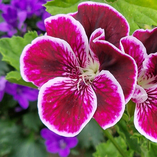 Black Prince - Regal Pelargonium / Geranium plant - 6cm bio pot